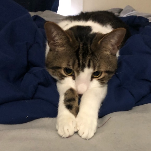 I HAVE CATS DISCLAIMER! - Picture 8 of 8